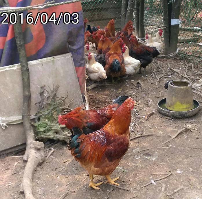 閹雞 castrated cock/rooster 